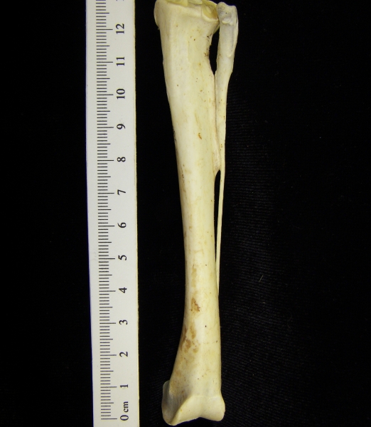 Brown pelican (Pelecanus occidentalis) right tibiotarsus, posterior view