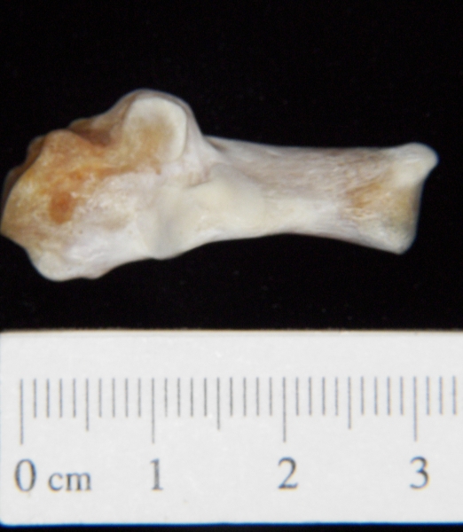 Superior View Left Domestic Cat Calcaneus