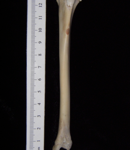 Domestic cat (Felis catus) left tibia, anterior view