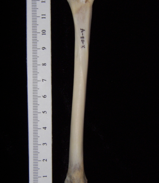 Domestic cat (Felis catus) left tibia, posterior view