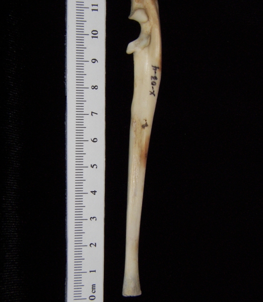 Domestic cat (Felis catus) left ulna, lateral view