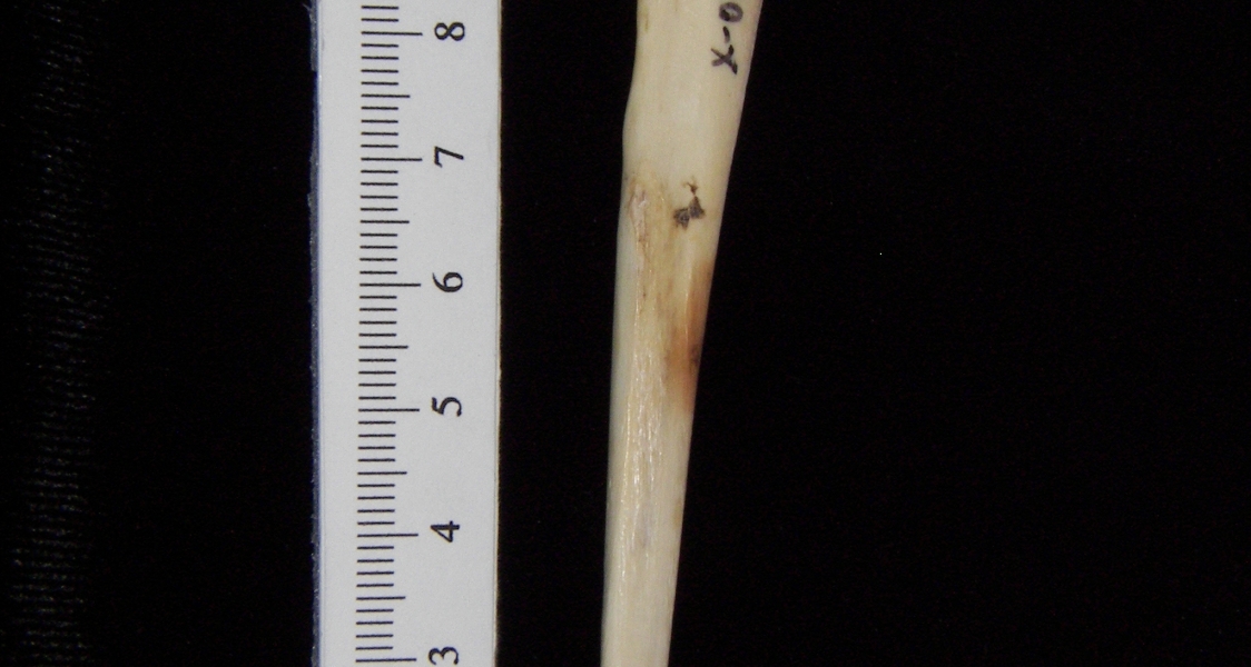 Domestic cat (Felis catus) left ulna, lateral view