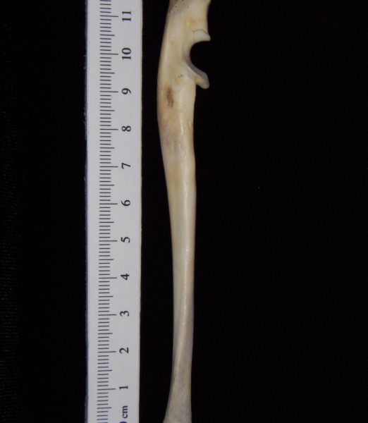 Domestic cat (Felis catus) left ulna, medial view