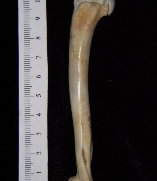 Domestic cat (Felis catus) right humerus, lateral view