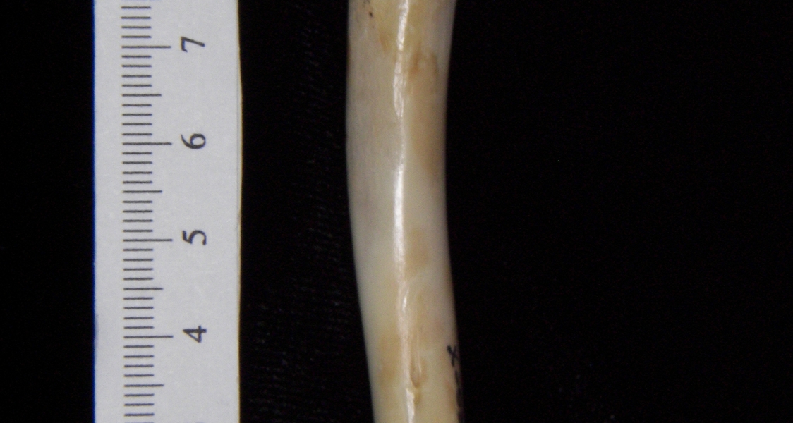 Domestic cat (Felis catus) right humerus, lateral view