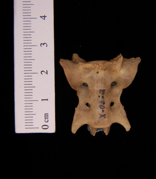 Anterior View Domestic Cat Sacrum