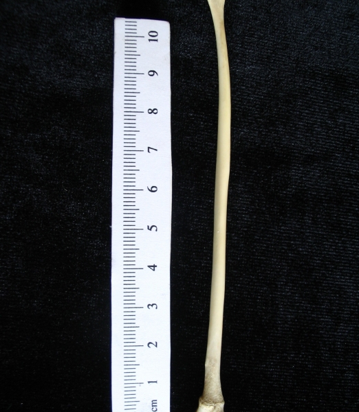 Domestic cat (Felis catus) left fibula, lateral view