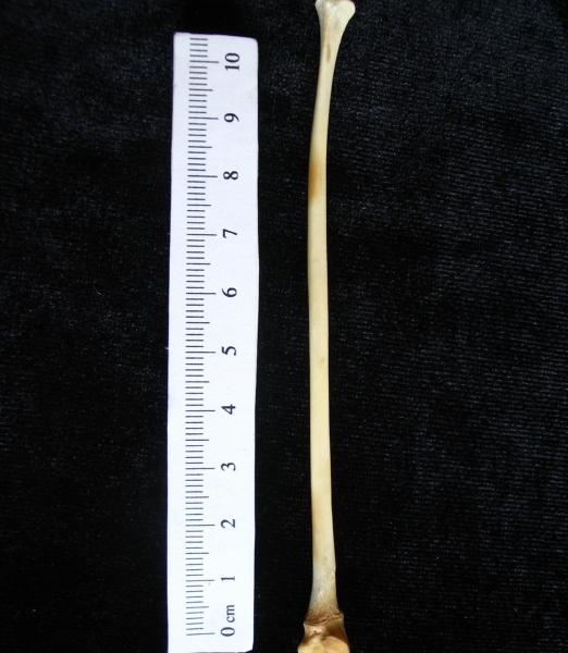 Domestic cat (Felis catus) left fibula, medial view