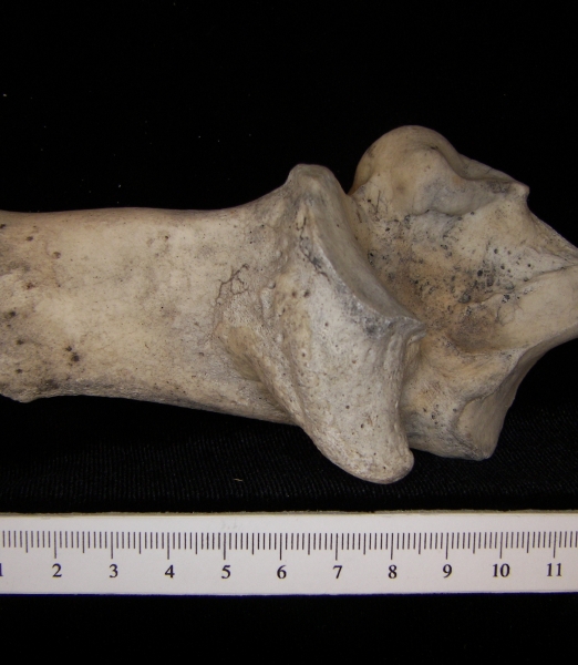 Medial View Left Cattle Calcaneus