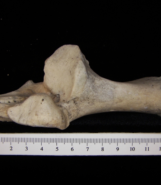 Superior View Left Cattle Calcaneus