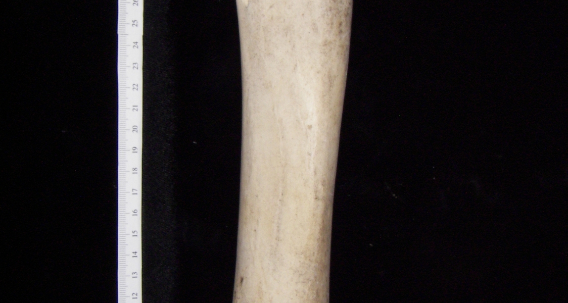Cattle (Bos taurus) left tibia, posterior view