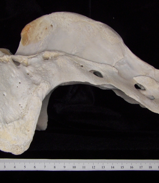 Lateral View Cattle Sacrum