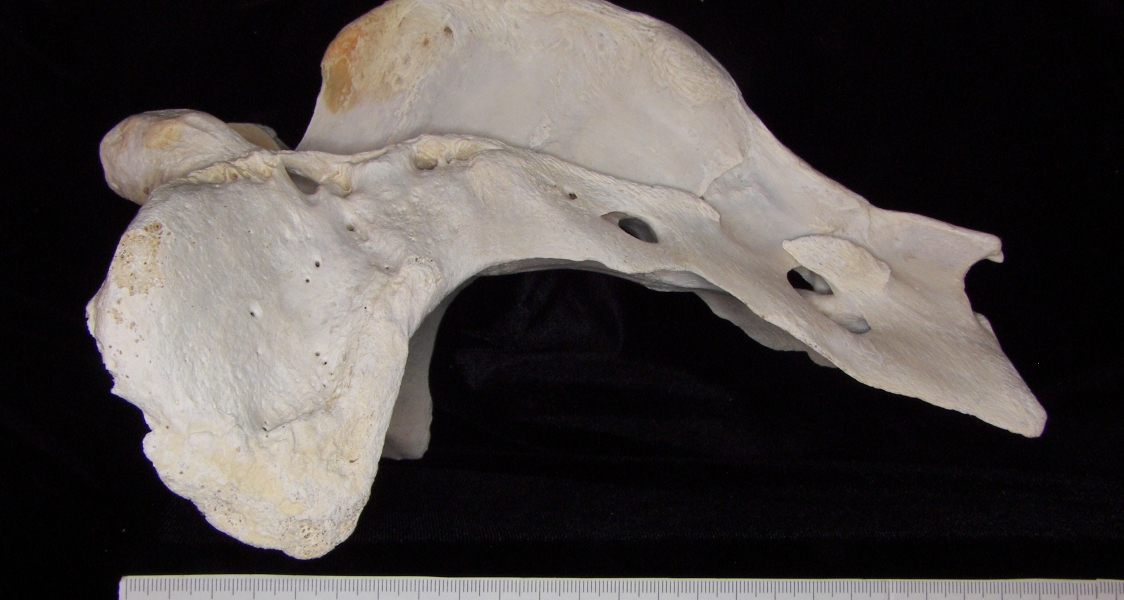 Lateral View Cattle Sacrum