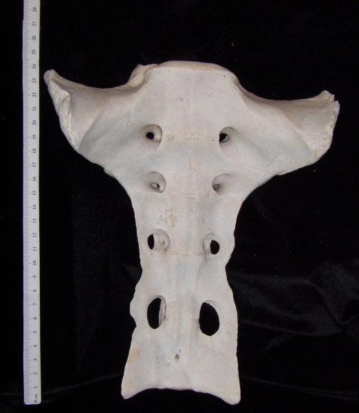 Ventral View Cattle Sacrum