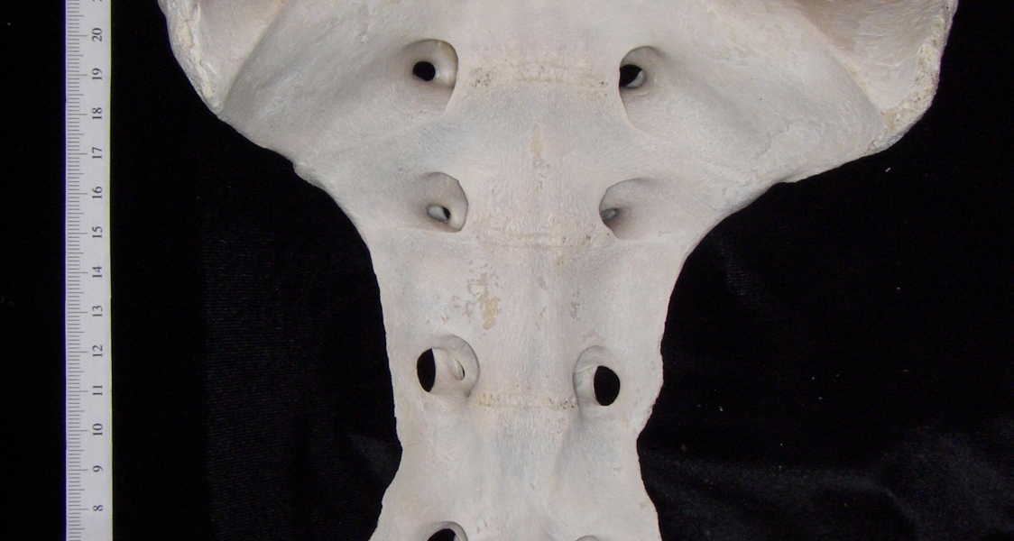 Ventral View Cattle Sacrum