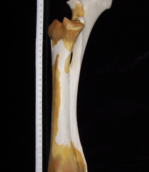 Cattle (Bos taurus) ulna and radius