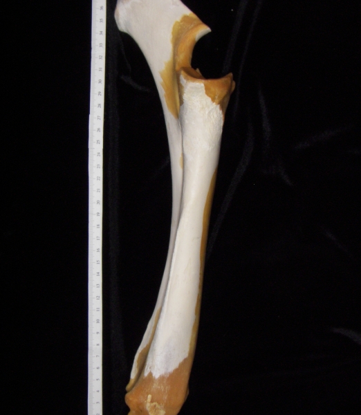 Cattle (Bos taurus) ulna and radius, view 2