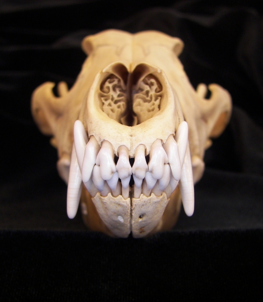 Coyote (Canis latrans) skull, anterior view