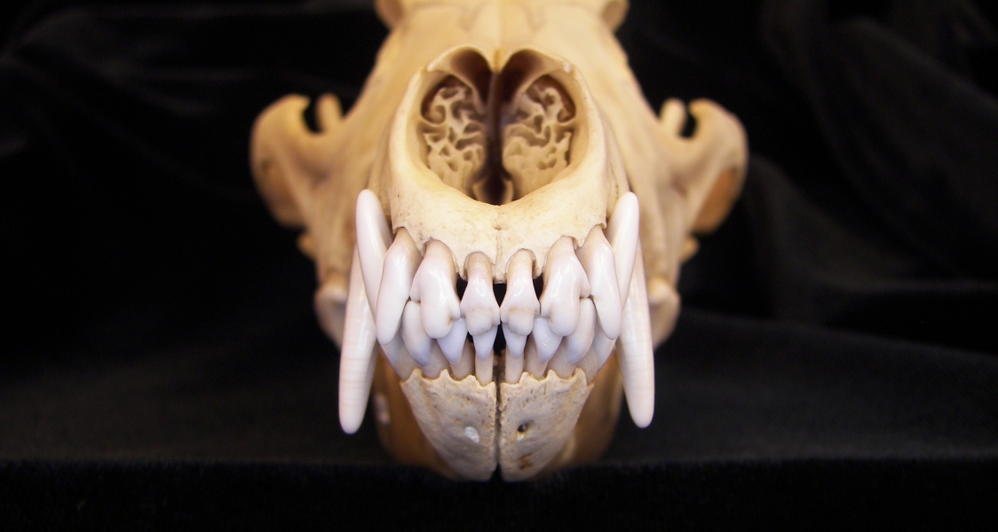 Coyote (Canis latrans) skull, anterior view