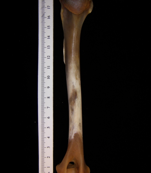 Coyote (Canis latrans) humerus, medial view