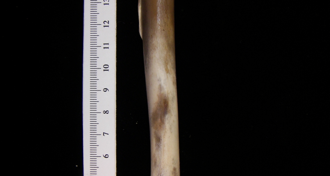 Coyote (Canis latrans) humerus, medial view