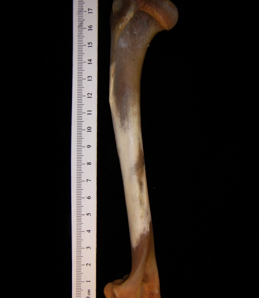 Coyote (Canis latrans) humerus, posterior view