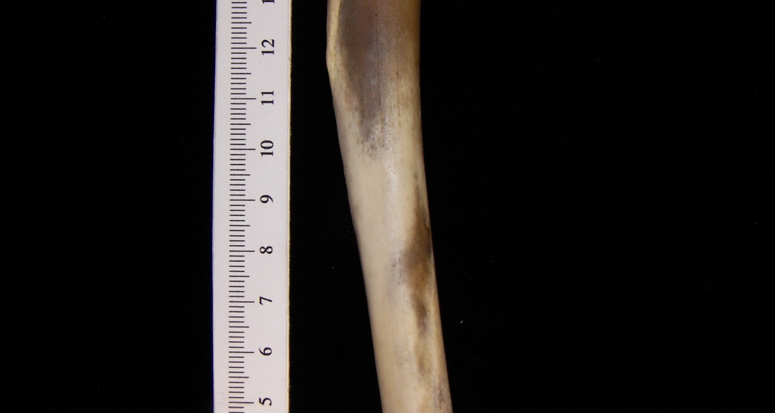 Coyote (Canis latrans) humerus, posterior view