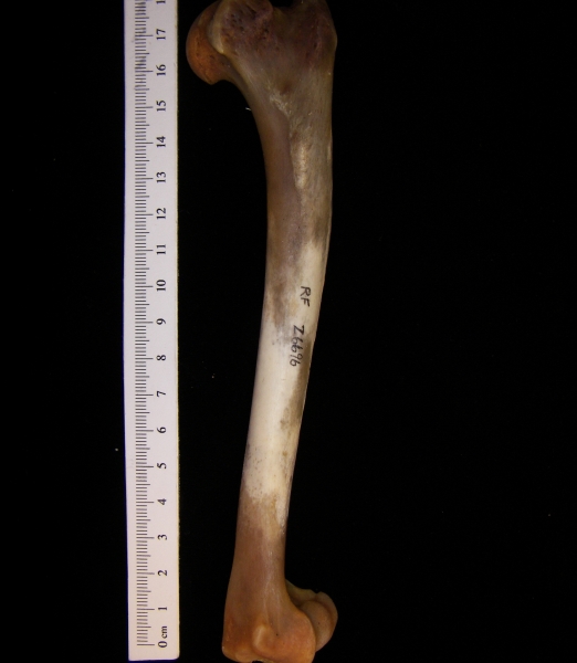 Coyote (Canis latrans) humerus, anterior view