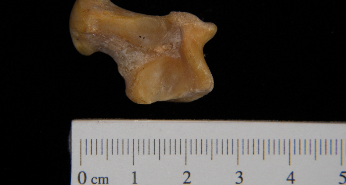 Coyote (Canis latrans) right astragalus, inferior view