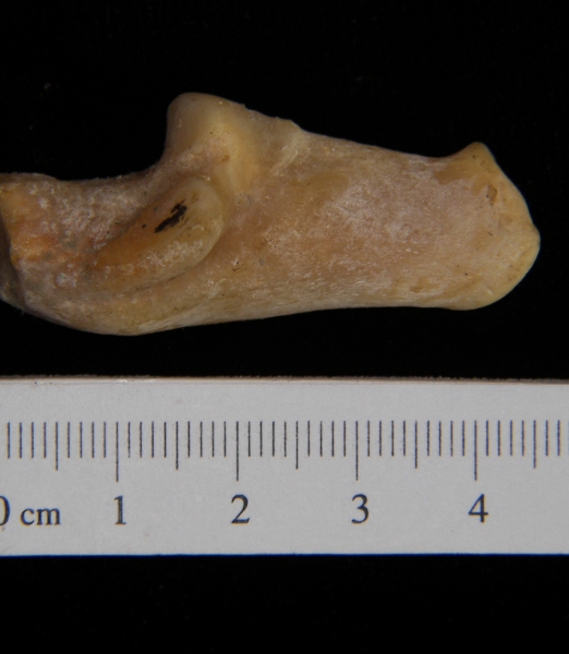 Medial View Right Coyote Calcaneus