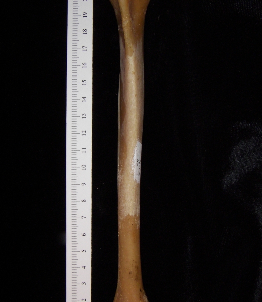 Coyote (Canis latrans) right tibia, anterior view