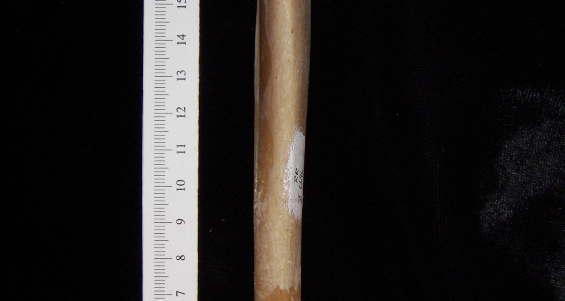 Coyote (Canis latrans) right tibia, anterior view