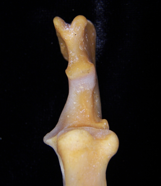 Coyote (Canis latrans) right ulna, proximal view