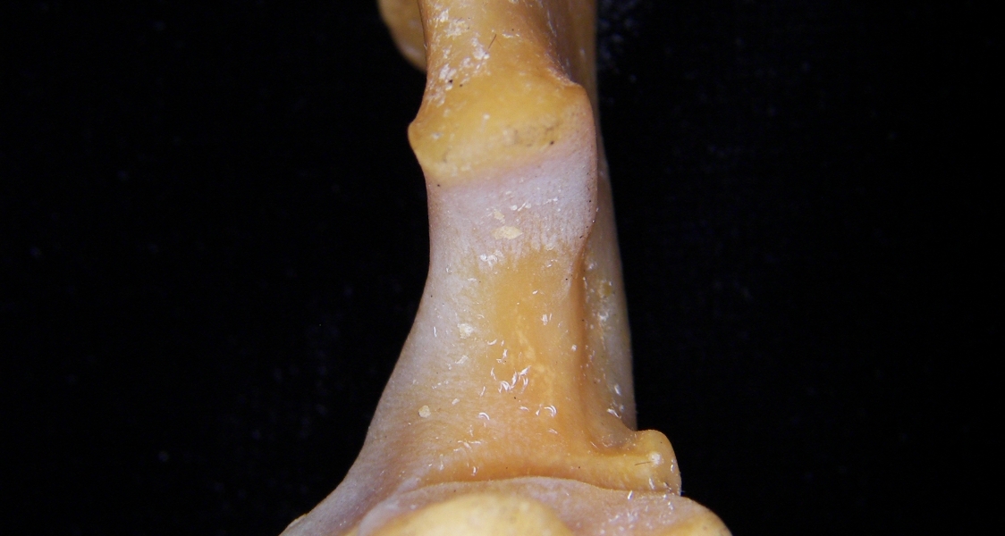 Coyote (Canis latrans) right ulna, proximal view