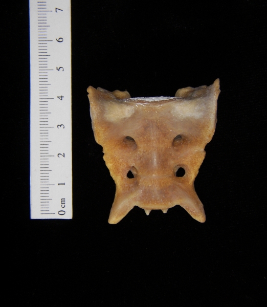 Anterior View Coyote Sacrum