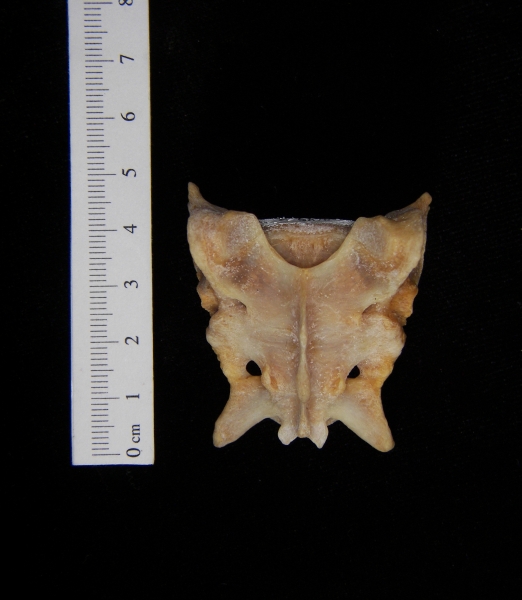 Posterior View Coyote Sacrum