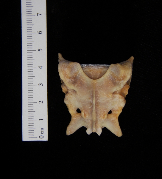 Posterior View Coyote Sacrum