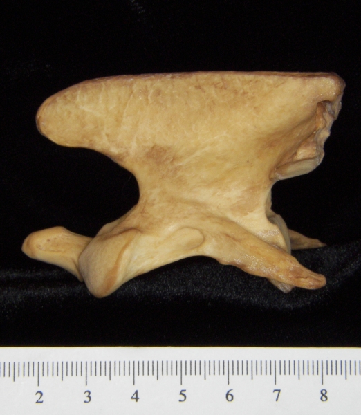 Dog (Canis lupus familiaris) C2 (2nd cervical vertebra), lateral view