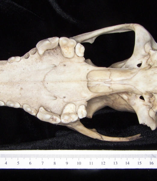 Dog (Canis lupus familiaris) cranium, inferior view