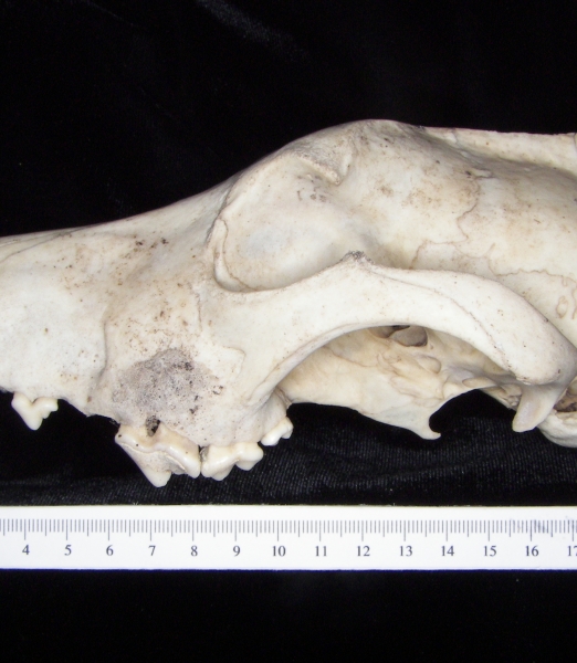 Lateral View Domestic Dog Cranium