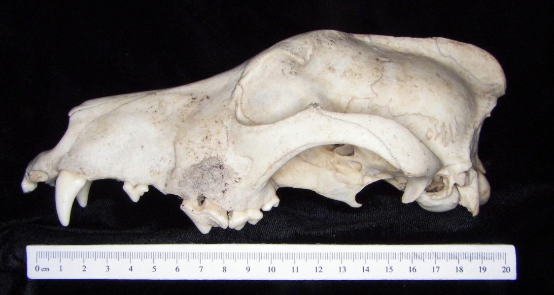 Lateral View Domestic Dog Cranium