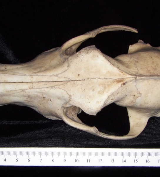 Superior View Domestic Dog Cranium