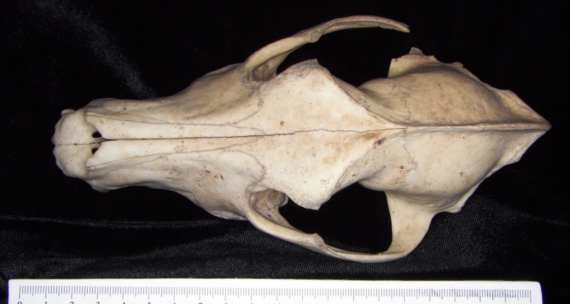 Superior View Domestic Dog Cranium