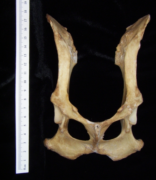 Dog (Canis lupus familiaris) pelvis