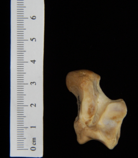 Dog (Canis lupus familiaris) left astragalus, inferior view