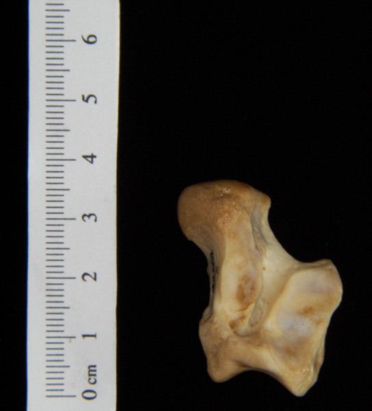 Dog (Canis lupus familiaris) left astragalus, inferior view