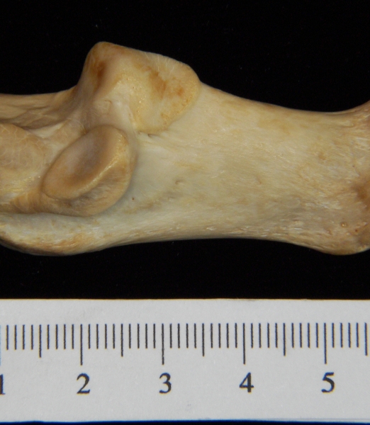 Lateral View Left Dog Calcaneus