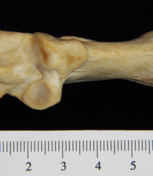 Superior View Left Dog Calcaneus