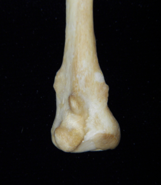 Dog (Canis lupus familiaris) left fibula, distal aspect