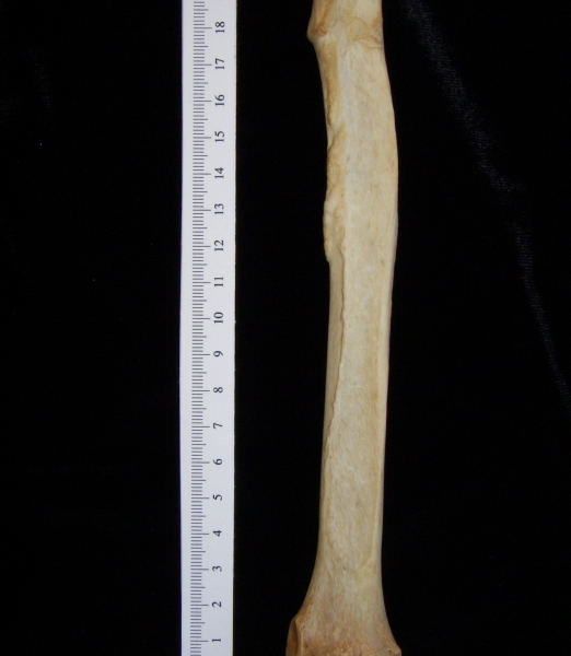 Dog (Canis lupus familiaris) left radius, anterior view